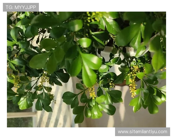 提升米兰香气的方法有哪些？让你的米兰花香四溢的实用技巧